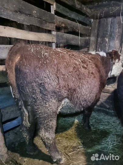 Быки герефордской породы