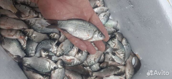 Живец карась