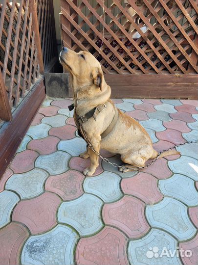 Отдам Лабрадора