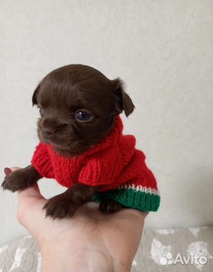 Щенки чихуахуа