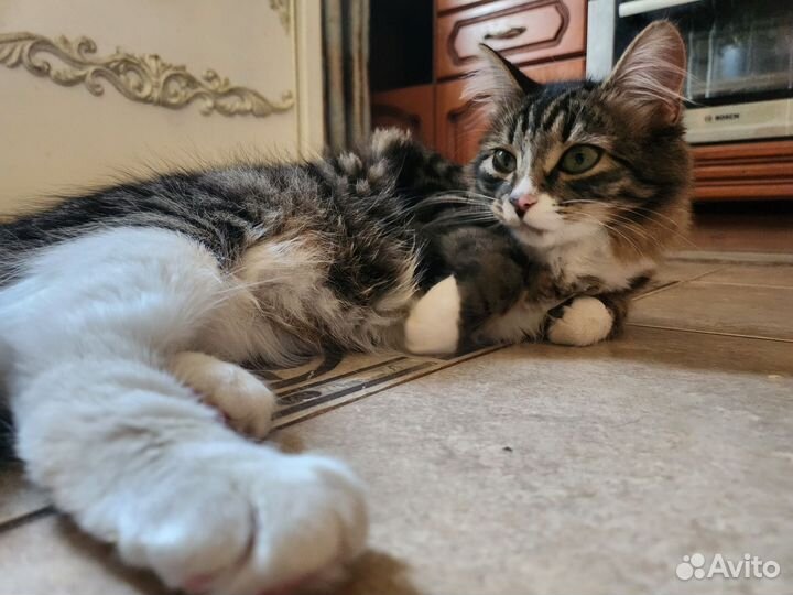 Кошка в дар