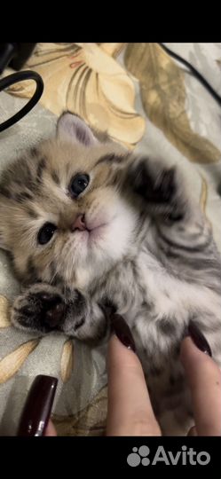 Шотландская золотая шиншилла котенок