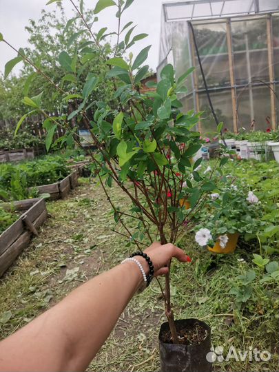 Жимолость 3х летка