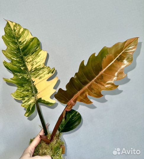 Филодендрон карамель марбл вар
