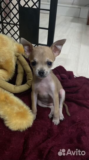 Той-терьер девочка