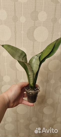 Комнатные растения