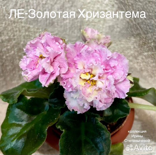 Лист фиалки