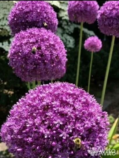 Лук-чеснок Анзур гигантский, лук Суворова