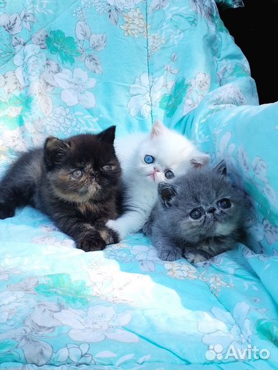 Котята экзоты