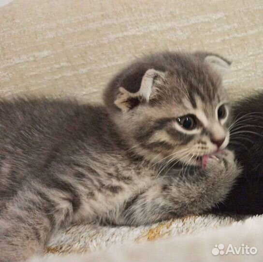 Отдам вислоухих котят в хорошие руки бесплатно