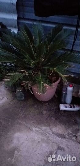 Саговник пальма