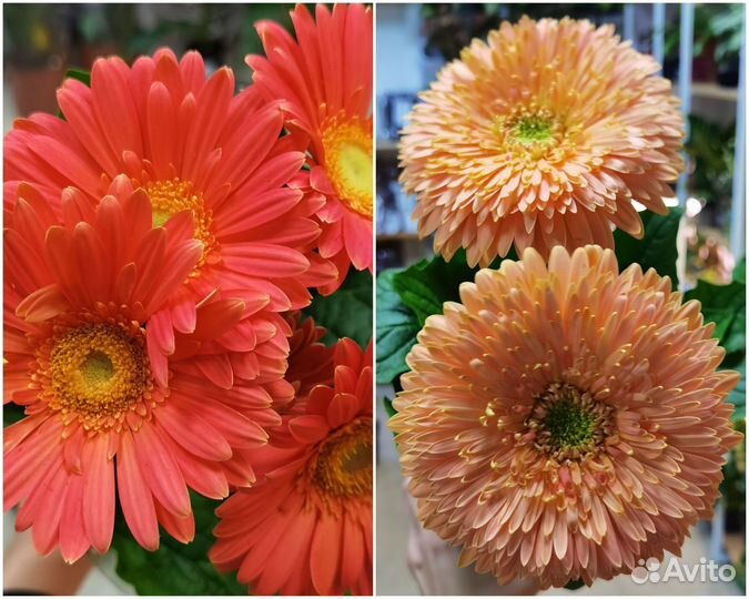 Гербера в горшке, комнатные цветы, садовые