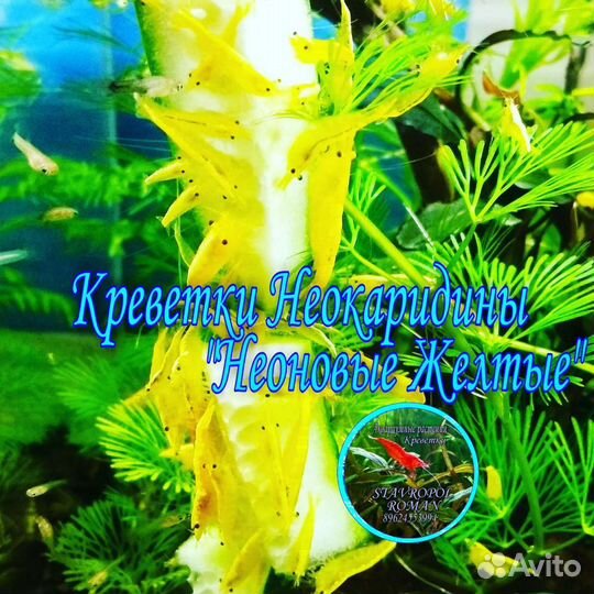 Креветки, Рыбки, Улитки и Грунт для Аквариума