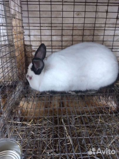 Кролики калифорнийские на племя