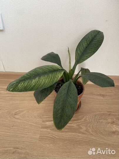 Спатифиллум вар, алоказии, фикусы, бананы