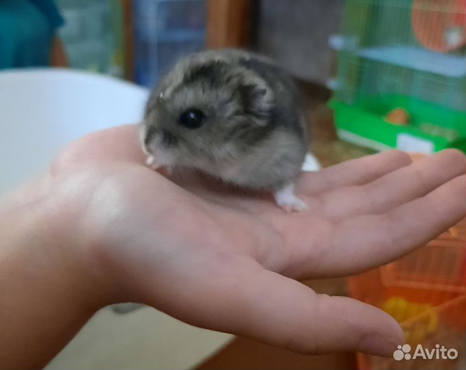 Джунгарский хомяк