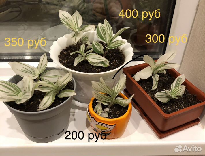 Традесканции разные сорта