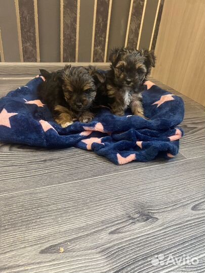 Йоркширский терьер