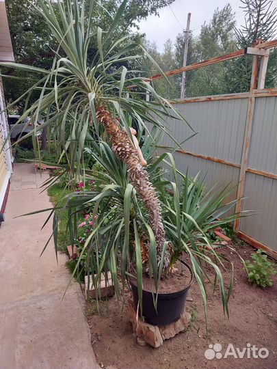 Хз какая то пальма