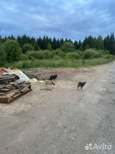 Щенки в добрые руки