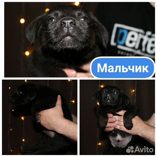Щенки в добрые руки