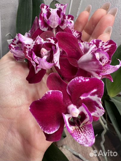 Орхидея фаленопсис Phal. Taiwan Leopard