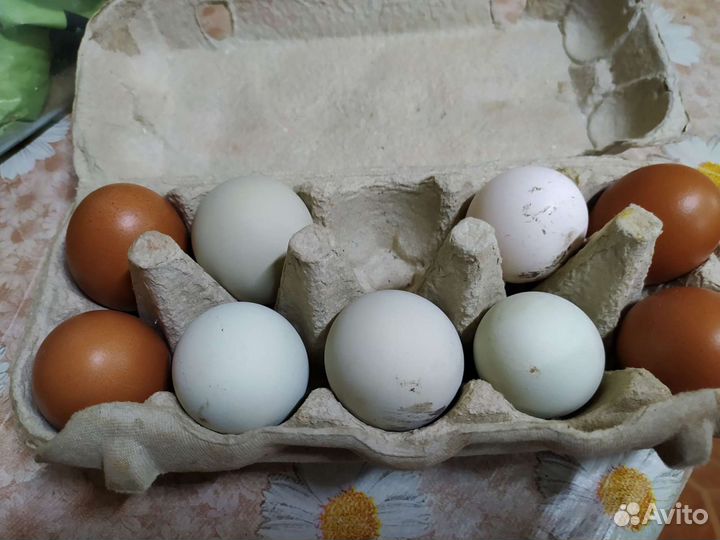 Домашние куриные яйца