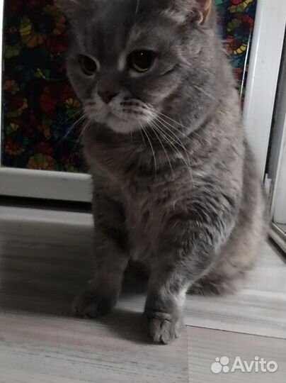 Кошки в добрые руки