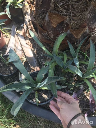 Агава американская голубоая и агава вариегатная