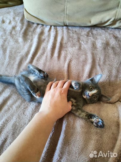 Котенок 3 месяца