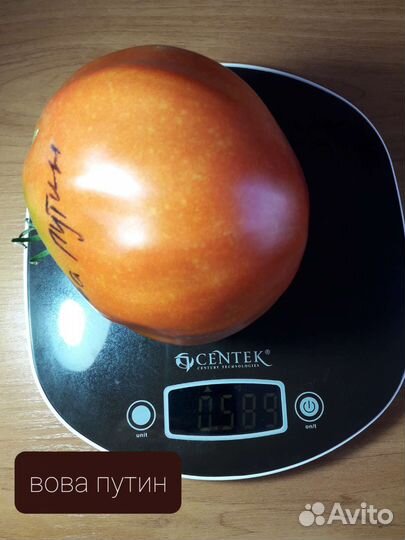 Семена коллекционных томатов