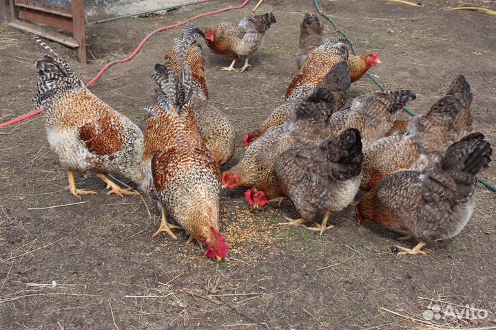 Петухи Билефельдер и Виандот серебристый