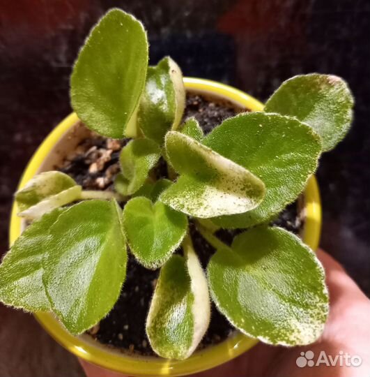 Комнатные цветы