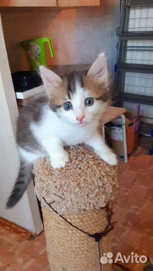 Котят спасли с леса