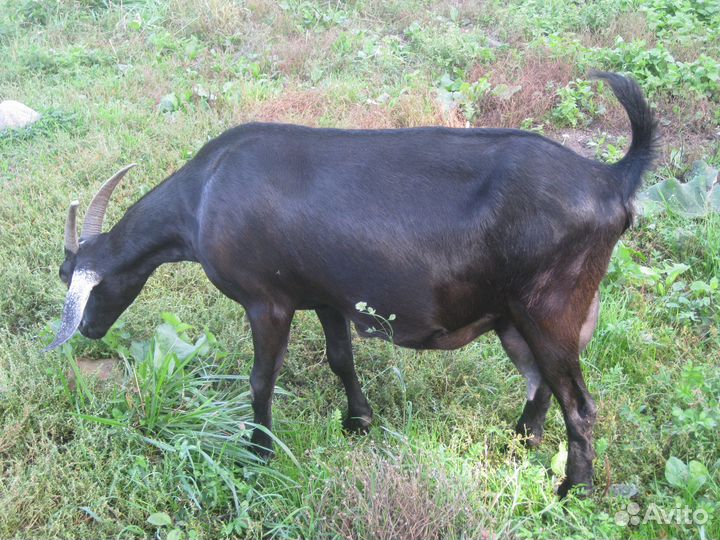 Нубийские козлята