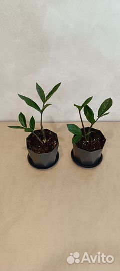 Замиокулькас