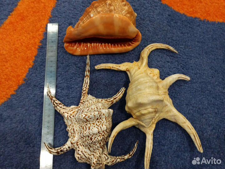 Морские ракушки