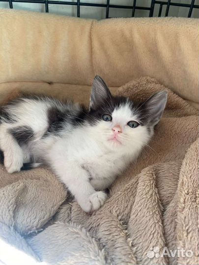 Котёнок мальчик в добрые руки