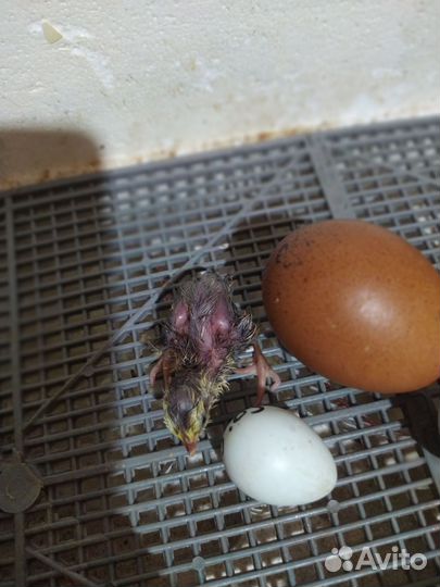 Перепела разных возрастов и пород