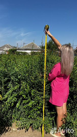 Вяз под лесовосстановление