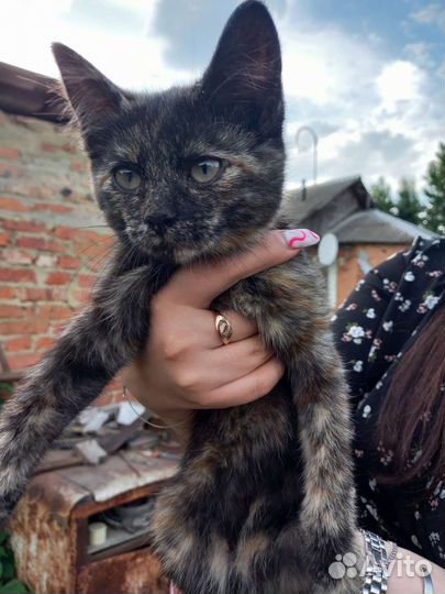 Кошка в добрые руки