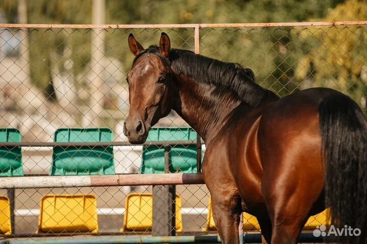Жеребец в спорт