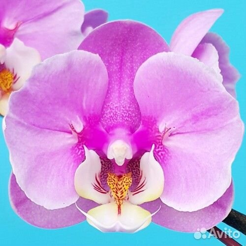 Орхидея фаленопсис пелорики бабочки нецветущие