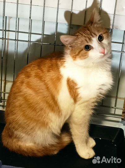 Кошка в добрые руки