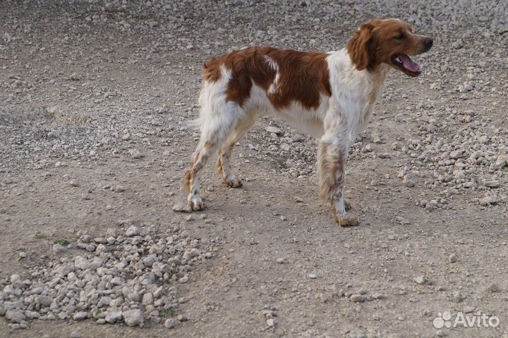 Бретонский эпаньоль