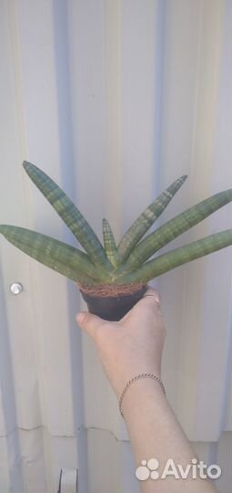 Сансевиерия