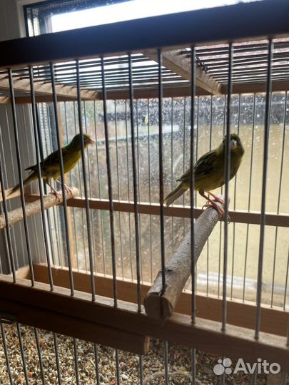 Певчие птицы