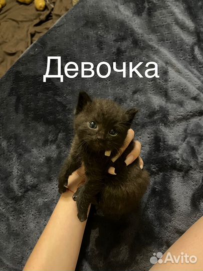 Котята в добрые руки приучены к лотку