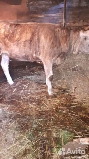 Телка от высокоудойной коровы