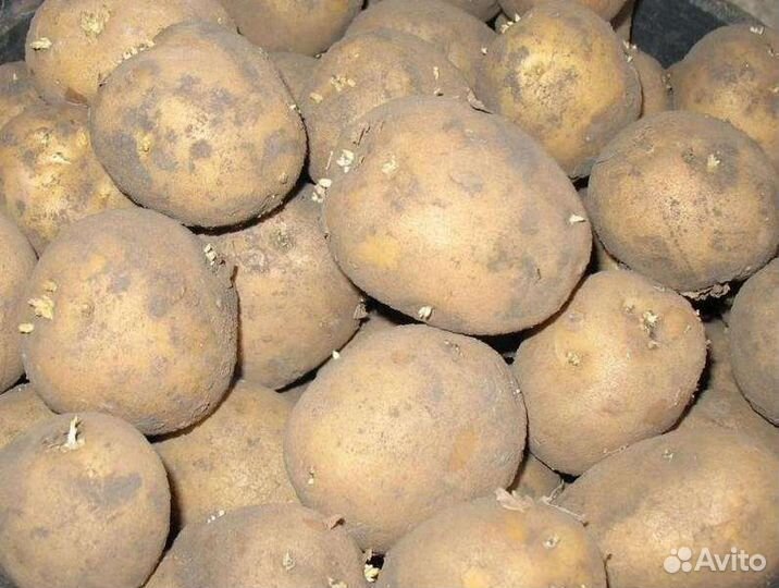 Семенной картофель и на еду, морковь, свеклу